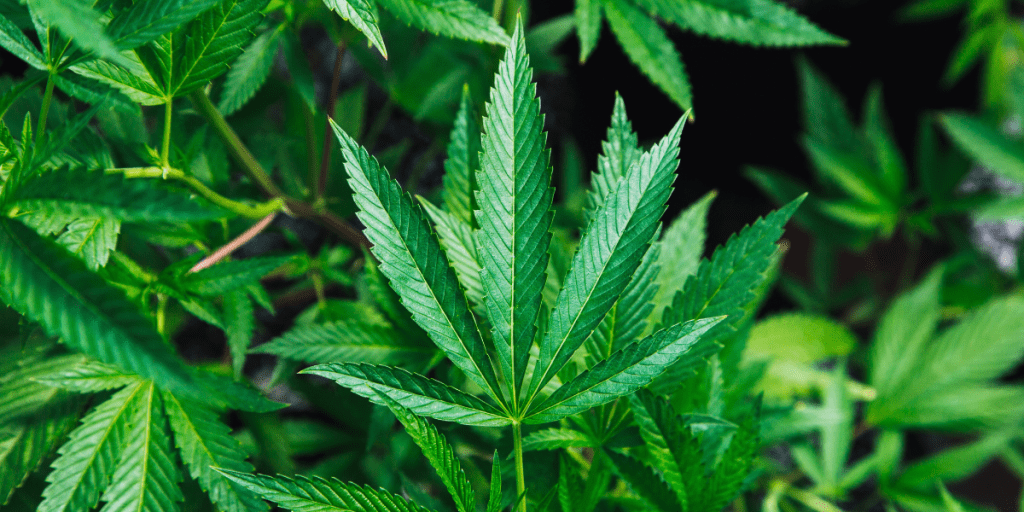 Hemp Leaf