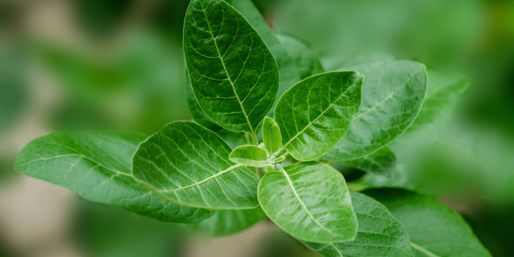 Ashwagandha