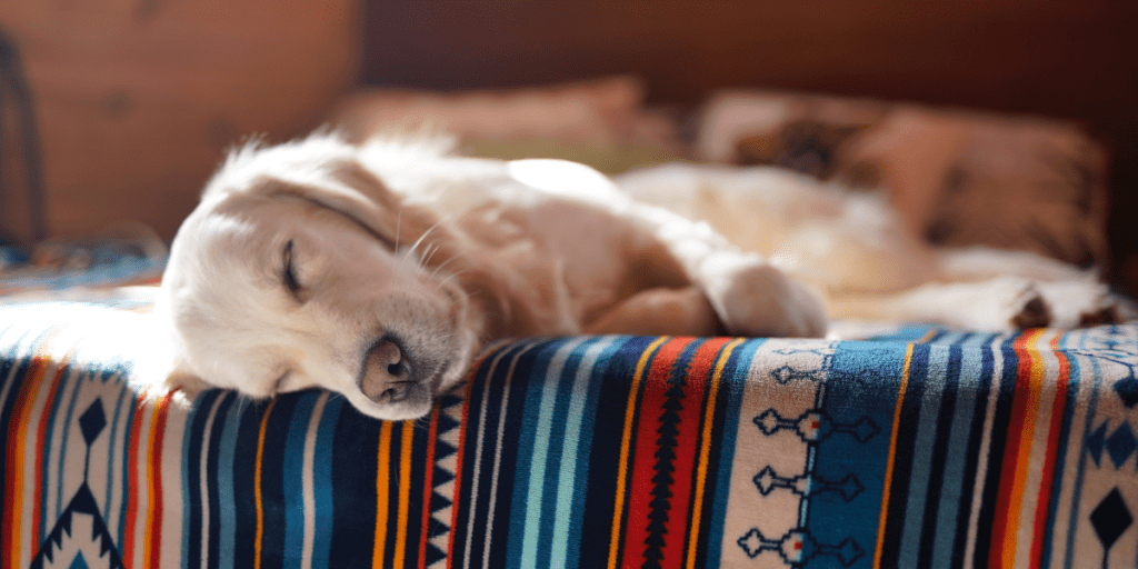 Is CBD pet safe?